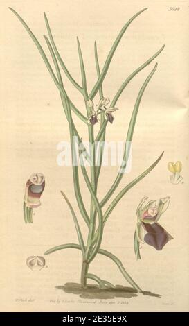 Luisia tristis (as Cymbidium triste) - Curtis' 65 (N.S. 12) pl. 3648 (1839). Stock Photo