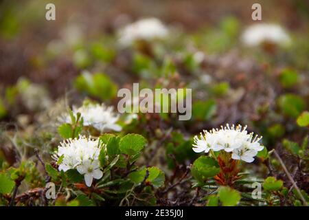 what adaptation does a labrador tea have in the tundra