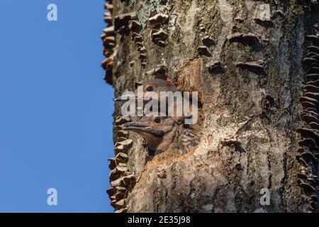 Northern flicker nestlings  in northern Wisconsin. Stock Photo