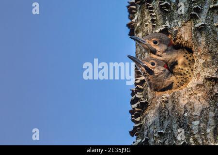 Northern flicker nestlings  in northern Wisconsin. Stock Photo