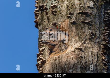 Northern flicker nestlings  in northern Wisconsin. Stock Photo