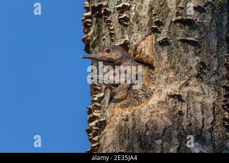 Northern flicker nestlingS  in northern Wisconsin. Stock Photo