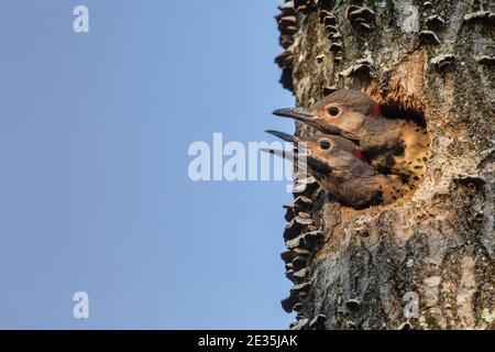 Two northern flicker nestlings in northern Wisconsin. Stock Photo