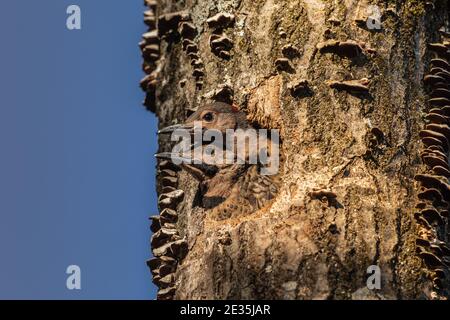 Northern flicker nestlings  in northern Wisconsin. Stock Photo