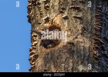 Northern flicker nestlings  in northern Wisconsin. Stock Photo