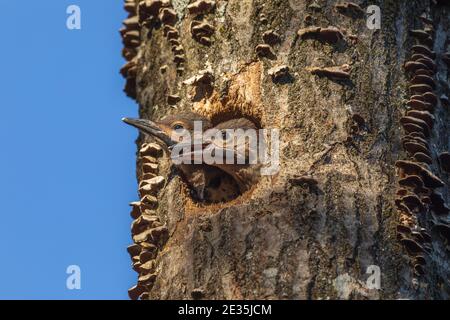 Northern flicker nestlings  in northern Wisconsin. Stock Photo