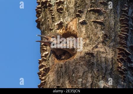 Northern flicker nestlings  in northern Wisconsin. Stock Photo