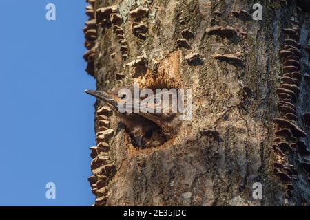 Northern flicker nestlings  in northern Wisconsin. Stock Photo