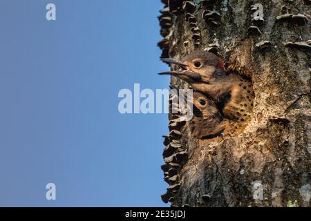 Northern flicker nestlings  in northern Wisconsin. Stock Photo