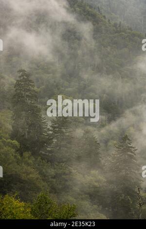 Four Pines Stand On Mountain Side In Fog in Great Smoky Mountains National Park Stock Photo
