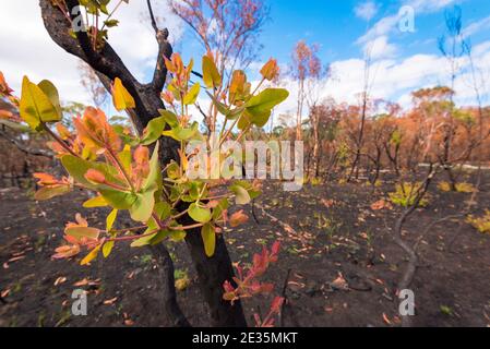 Bright green epicormic growth on native Australian trees shooting from burnt branches after a bushfire in Sydney, Australia Stock Photo