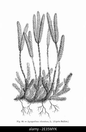 Lycopodium clavatum (dessin). Stock Photo