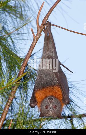 Grey Headed Flying Fox, Pteropus poliocephalus. Hanging from a branch. Vulnerable species. See below Stock Photo