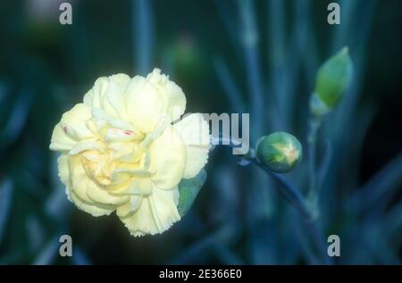 CLOSE UP OF A SINGLE PALE YELLOW CARNATION FLOWER AND BUDS (DIANTHUS CARYOPHYLLUS). Stock Photo
