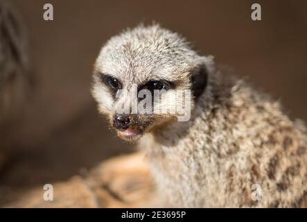 Close-up image of meerkat, blurred background Stock Photo