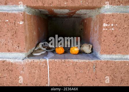 North Hollywood, California, USA 15th January 2021 A general view of atmosphere of mini pumpkins in wall with graves at Valhalla Memorial Park Cemetery on January 15, 2021 in North Hollywood, California, USA. Photo by Barry King/Ģ����ý Stock Photo Stock Photo