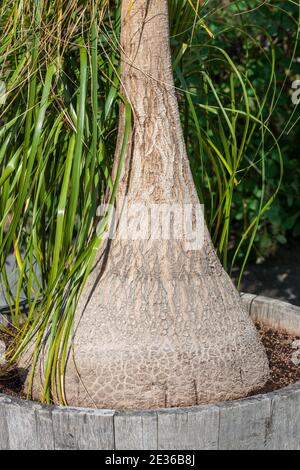 Ponytail Palm, Flasklilja (Beaucarnea Recurvata) Stock Photo