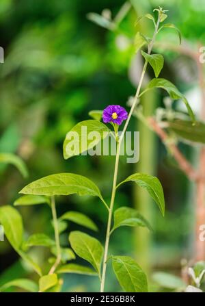 Blue potato bush, Himmelsöga (Lycianthes rantonnetii) Stock Photo