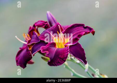 'Ed Murray' Daylily, Daglilja (Hemerocallis) Stock Photo