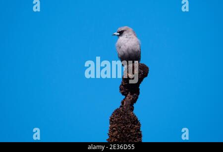 A Black-faced Woodswallow, Artamus cinereus perched on a blacked stem of a grass tree near York, Western Australia, with copy space Stock Photo