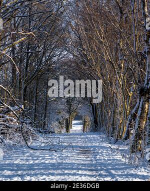 A forest trail covered in snow a crispy cold winter day. Picture from Eslov, southern Sweden Stock Photo