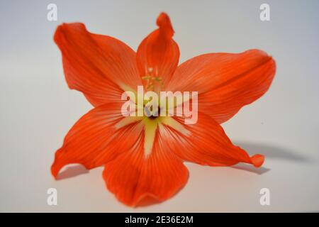 Beautiful and bright orange amaryllis buds bloomed this winter. Speckled flowers growing from a bulb in a crimson, pink pot. Stock Photo