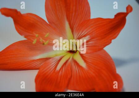 Beautiful and bright orange amaryllis buds bloomed this winter. Speckled flowers growing from a bulb in a crimson, pink pot. Stock Photo