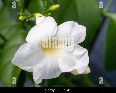 Delicate white flower with Creamy yellow throat, pandorea jasminoides ‘Lady Di’ and buds and green leaves, climber, Australian coastal Garden Stock Photo