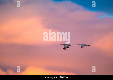 Sandhill cranes flying with dramatic sky over American Southwest Stock Photo