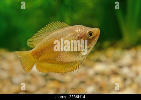 The dwarf gourami (Trichogaster lalius) is a species of gourami native to South Asia. Stock Photo