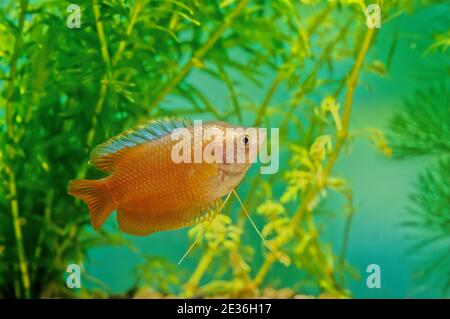 The dwarf gourami (Trichogaster lalius) is a species of gourami native to South Asia. Stock Photo