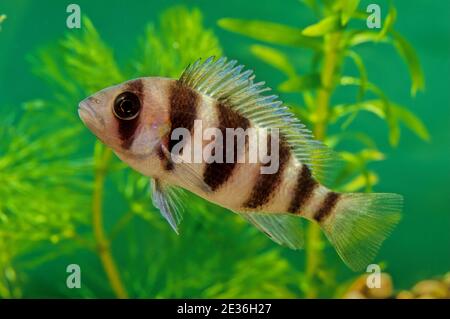 Cyphotilapia frontosa, also called the front cichlid and frontosa, is an east African species of fish endemic to Lake Tanganyika. Stock Photo