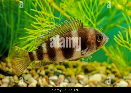 Cyphotilapia frontosa, also called the front cichlid and frontosa, is an east African species of fish endemic to Lake Tanganyika. Stock Photo