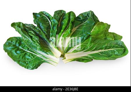 Balkan cuisine. Blitva ( chard leaves ) - popular leafy vegetables. Isolated on white background Stock Photo