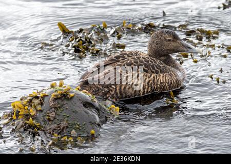 Female Common eider sea-duck, Somateria mollissima, Kirkjubour village, Streymoy Island, Faroe Islands Stock Photo