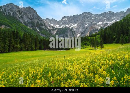 Stunning colorful spring flowery glade with pine forest and high snowy mountains in background, Jezersko valley, Kamnik Savinja Alps, Slovenia, Europe Stock Photo