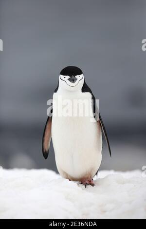 Chinstrap Penguin (Pygoscelis antarcticus), on Half Moon Island, South Shetland Islands, near Antarctic Peninsula 14th Dec 2015 Stock Photo