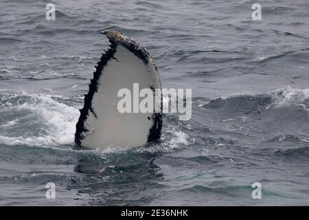 Humpback Whale (Megaptera novaeangliae), Drake Passage, South Atlantic Ocean 16th Dec 2015 Stock Photo
