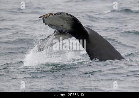 Tail flukes of a Humpback Whale (Megaptera novaeangliae), Drake Passage, South Atlantic Ocean 17th Dec 2015 Stock Photo
