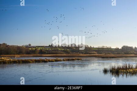 Eurasian Wigeon, Mareca penelope birds in flight over Bowling Green Marsh and River Clyst, Topsham in Devon in England, Europe Stock Photo