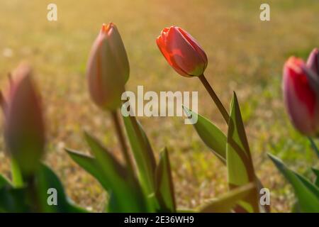 Red tulips close-up in the garden. Beautiful spring flower background. Soft focus and bright lighting. Blurred background with space for text. Stock Photo