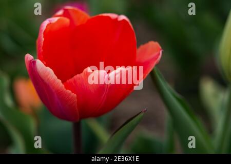 Red tulips close-up in the garden. Beautiful spring flower background. Soft focus and bright lighting. Blurred background with space for text. Flowerb Stock Photo