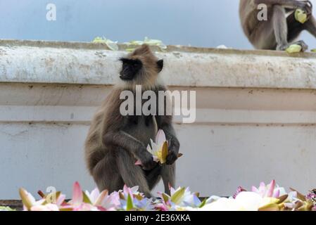 Grey (Hanuman) langur in Sri Lanka. Monkey  sitting at a large white stupa in Mihintale, Sri lanka Stock Photo