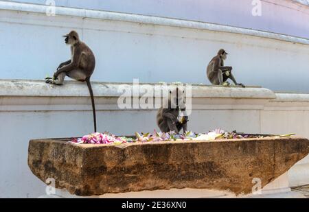 Grey (Hanuman) langur in Sri Lanka. Monkey  sitting at a large white stupa in Mihintale, Sri lanka Stock Photo