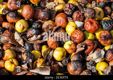 Rotten apples background ( Malus angustifolia Southern Crab Apple) in a heap rotting and decaying on the ground, stock photo image Stock Photo
