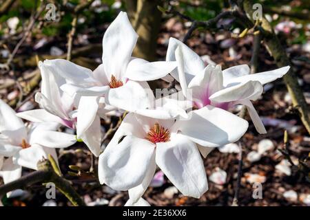 Magnolia x kewensis 'Wada's Memory' blossom flowering on a springtime tree branch with a blue sky which has a white flower during the spring season an Stock Photo