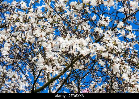 Magnolia x kewensis 'Wada's Memory' blossom flowering on a springtime tree branch with a blue sky which has a white flower during the spring season an Stock Photo