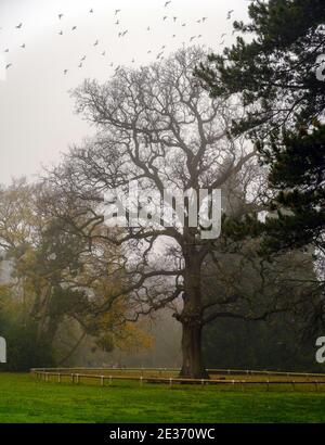 Tall tree in the fog at Pinner Memorial Park, with small fence around it, Pinner, Northwest London, Harrow, Middlesex, UK Stock Photo