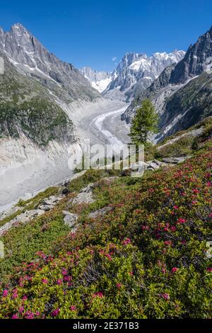 Alpine roses, glacier tongue Mer de Glace, in the back Grandes Jorasses, Mont Blanc area, France Stock Photo