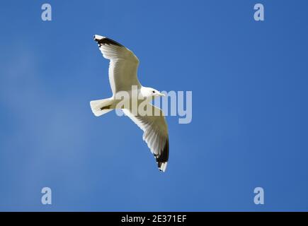 Common Gull, Larus canus, in flight, Findhorn Valley, Highlands, Scotland, 31st May 2016. Stock Photo